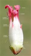  Androecium
